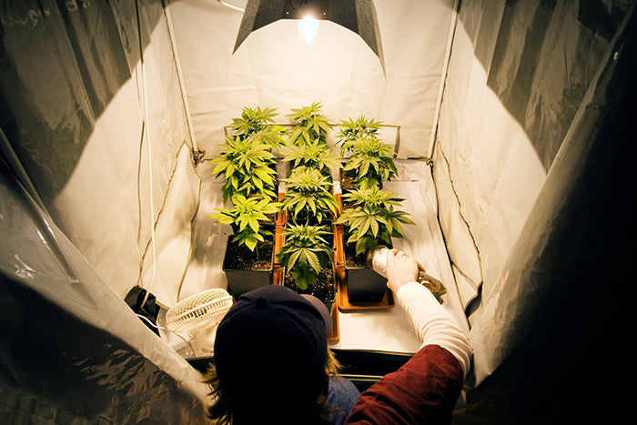 Individual cannabis growth