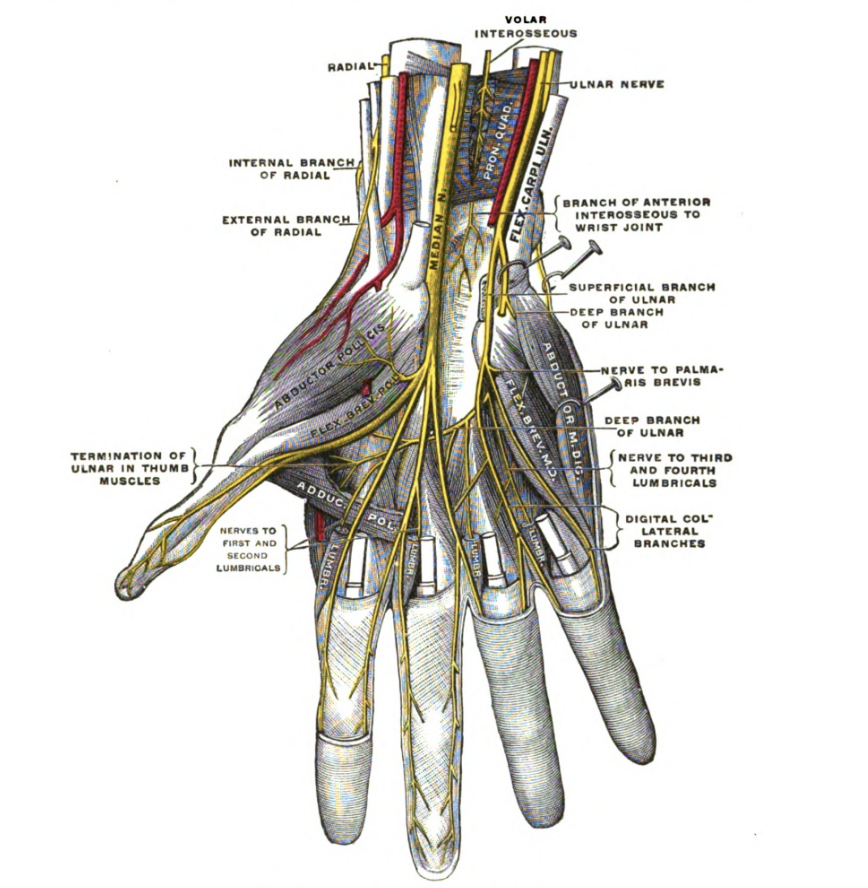 Gray, H. (1858). Anatomy, Descriptive and Surgical. John W. Parker and Son, Henry Gray’s original drawing of the hand