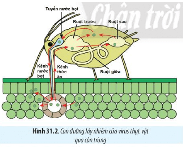 BÀI 31 - VIRUS GÂY BỆNHMỞ ĐẦUCâu 1: Khi người bệnh (do nhiễm virus) hắt hơi, virus theo hàng ngàn giọt bắn bay vào trong không khí và có khả năng lây truyền bệnh cho những người khác. Ngoài ra, virus còn có thể lây truyền qua nhiều con đường khác nhau. Để hạn chế sự lây truyền virus, chúng ta cần thực hiện những biện pháp gì?Giải nhanh:Để hạn chế sự lây truyền virus, có thể áp dụng các biện pháp sau:- Chăm sóc sức khoẻ bản thân và tăng cường hệ miễn dịch.- Tiêm vaccine đầy đủ theo quy định y tế.- Giữ gìn vệ sinh cá nhân và môi trường sống sạch sẽ.Căn cứ vào cơ chế lây truyền của từng loại virus, có thể áp dụng các biện pháp phòng chống khác nhau:- Đối với virus lây truyền qua đường hô hấp: Đeo khẩu trang, rửa tay thường xuyên, giữ khoảng cách an toàn khi tiếp xúc.- Đối với virus lây truyền qua đường tiêu hoá: Thực hiện ăn uống hợp vệ sinh, không dùng chung đồ ăn, uống nước với người khác.- Đối với virus lây truyền qua đường tình dục: Sống lành mạnh và tránh các tệ nạn xã hội.- Đối với virus lây truyền từ mẹ sang con: Tiêm vaccine đầy đủ trước khi mang thai, chữa khỏi bệnh trước khi sinh con (nếu mẹ bị nhiễm virus).I. PHƯƠNG THỨC LÂY TRUYỀN VÀ CÁCH PHÒNG CHỐNG BỆNH DO VIRUS GÂY RACâu 1: Hãy trình bày các phương thức lây truyền bệnh do virus gây ra ở người, động vật và thực vật.Giải nhanh: - Phương thức truyền ngang (từ cá thể này sang cá thể khác)- Truyền dọc (từ cơ thể mẹ sang cơ thể con)Câu 2: Vì sao virus không thể tự lây truyền từ cây này sang cây khác?Giải nhanh:Vì tế bào thực vật có vách cellulose nên virus không thể tự lây nhiễm từ cây này sang cây khác.Câu hỏi 3: Quan sát hình 31.1, hãy phân tích các con đường lây nhiễm SAS-CoV-2.Giải nhanh:Phương thức truyền ngang: Từ người bệnh tới người không bị bệnh thông qua các giọt bắn nhỏ mang virus hoặc các giọt bắn trong phạm vi 1m. Ngoài ra có thể lâu nhiễm qua tiếp xúc trực tiếp như bắt tay, ôm, hôn,.. hoặc tiếp xúc gián tiếp qua các loại đồ ăn, đồ vật khác. Câu 4: Quan sát Hình 31.2, hãy trình bày con đường lây nhiễm virus ở thực vật qua côn trùng.Giải nhanh:Con đường lây nhiễm virus từ thực vật sang côn trùng diễn ra như sau: khi côn trùng đốt vào cây bị nhiễm virus, virus sẽ đi theo thức ăn vào trong cơ thể của côn trùng. Tại đây, virus xâm nhập vào bào tuyến nước bọt của côn trùng. Sau đó, khi côn trùng đốt vào tế bào sạch virus, virus từ tuyến nước bọt sẽ qua kênh nước bọt của côn trùng xâm nhập vào tế bào đó.Luyện tập: Vì sao bệnh do virus gây ra lây lan nhanh, rộng và khó kiểm soát?Quan sát Hình 31.3, hãy phân tích khả năng lây truyền của virus trong không khí qua các giọt tiết.Giải nhanh:Bệnh do virus gây ra lây lan nhanh, rộng và khó kiểm soát: Bởi vì có rất nhiều con đường truyền virus từ người nhiễm bệnh sang người không nhiễm bệnh.Tùy từng loại virus mà khả năng lây truyền virus trong không khí là khác nhau. Bệnh do virus Ebola có khả năng lây nhiễm qua các giọt tiết là trong khoảng dưới 1,8 m. Còn đối với virus gây bệnh sởi là lớn hơn 1,8m.Câu 5: Dựa vào triệu chứng và cơ chế lây truyền của một số bệnh do virus gây ra trong bảng 31.1, 31.2, 31.3, hãy nêu các biện pháp phòng chống virus cho từng loại bệnh trên.Giải nhanh:Các biện pháp phòng chống các bệnh do virus gây ra ở ngườiTên bệnhBiện pháp phòng chốngHIV/AIDSSống lành mạnh, chung thuỷ một vợ một chồng. Không quan hệ tình dục bừa bãi.Trong trường hợp quan hệ tình dục với một đối tượng chưa rõ có bị nhiễm HIV không, cần phải thực hiện tình dục an toàn để bảo vệ cho bản thân bằng cách sử dụng bao cao su mới đúng cách.Dùng thuốc diệt tinh trùng và HIV: phổ biến là Nonoxynol-9 (Menfagol) được làm dưới dạng kem bôi, viên đặt, hoặc tẩm vào màng xốp, bao cao su.Không tiêm chích ma túy.Chỉ truyền máu và các chế phẩm máu khi thật cần thiết, và chỉ nhận máu và các chế phẩm máu đã xét nghiệm HIV.Hạn chế tiêm chích. Chỉ sử dụng bơm kim tiêm vô trùng. Không dùng chung bơm kim tiêm. Sử dụng dụng cụ đã tiệt trùng khi phẫu thuật, xăm, xỏ lỗ, châm cứu...Tránh tiếp xúc trực tiếp với các dịch cơ thể của người nhiễm HIVDùng riêng đồ dùng cá nhân: dao cạo, bàn chải răng, bấm móng tay,...Phụ nữ nhiễm HIV không nên mang thai, vì tỷ lệ lây truyền HIV sang con là 30%. Nếu có thai thì uống thuốc dự phòng theo hướng dẫn của bác sĩ.Sởi ĐứcCách phòng bệnh đặc hiệu là tiêm vắc xin Rubella đơn giá hoặc phối hợp vắc xin Sởi - Rubella đầy đủ và đúng lịch cho trẻ em từ 1 tuổi đến 14 tuổi; phụ nữ nên tiêm phòng trước khi có thai ít nhất 3 tháng, khi đã mang thai thì không nên tiêm.Không tiếp xúc gần với người nghi mắc bệnh Rubella. Thường xuyên rửa tay bằng xà phòng.Giữ vệ sinh thân thể, mũi, họng, mắt và răng miệng hàng ngày. Đảm bảo nhà ở và nhà vệ sinh thông thoáng, sạch sẽ. Tăng cường dinh dưỡng.Đối với nhà trẻ, mẫu giáo, trường học nơi tập trung đông trẻ em cần giữ gìn vệ sinh sạch sẽ, thông thoáng; thường xuyên khử trùng đồ chơi, dụng cụ học tập và phòng học bằng các chất sát khuẩn thông thường.Khi phát hiện có các dấu hiệu nghi mắc bệnh Rubella cần được cách ly và đến ngay cơ sở y tế để được thăm khám, tư vấn và điều trị kịp thời.Viêm đường hô hấp cấpTránh tiếp xúc với người bị bệnh đường hô hấp cấp tính. Khi cần tiếp xúc với người bệnh, phải đeo khẩu trang y tế và giữ khoảng cách khi tiếp xúc.Che miệng và mũi khi ho hoặc hắt hơi; tốt nhất bằng khăn vải hoặc khăn tay khi ho hoặc hắt hơi để làm giảm phát tán các dịch tiết đường hô hấp, sau đó hủy hoặc giặt sạch khăn ngay.Giữ vệ sinh cá nhân, rửa tay thường xuyên bằng xà phòng, tránh đưa tay lên mắt, mũi, miệng.Thường xuyên súc họng bằng nước sát khuẩn miệng.Tăng cường thông khí nơi làm việc, nhà ở, trường học, cơ sở y tế,... bằng cách mở các cửa ra vào và cửa sổ, hạn chế sử dụng điều hòa.Thường xuyên lau nền nhà, tay nắm cửa và bề mặt các đồ vật trong nhà bằng các chất tẩy rửa thông thường, như xà phòng và các dung dịch khử khuẩn thông thường khác.Tăng cường sức khỏe bằng ăn uống, nghỉ ngơi, sinh hoạt hợp lý, luyện tập thể thao.Nếu thấy có biểu hiện của bệnh viêm đường hô hấp cấp tính, phải thông báo ngay cho cơ sở y tế gần nhất để được tư vấn, cách ly và điều trị kịp thời.Các biện pháp phòng chống các bệnh do virus gây ra ở động vậtTên bệnhBiện pháp phòng chốngDịch tả lợn Châu PhiChuồng trại sạch sẽ thoáng mát, có tường rào bao quanh khu vực chăn nuôi. Nước thải, chất thải phải được xử lí, không đổ trực tiếp ra ngoài môi trường. Bố trí máng ăn uống riêngVề lợn giống: Lợn nhập phải có nguồn gốc rõ ràng, khỏe mạnh. Trước khi nhập đàn phải nuôi cách lí 2 tuần.Chăm sóc nuôi dưỡng: Sử dụng thức ăn có nguồn gốc rõ ràng, nước phải sạch không sử dụng trực tiếp từ các ao, hồ, sông. Tiêm phòng đầy đủ, vệ sinh chuồng trại định kỳ. Hạn chế người ra vào khu chăn nuôi.Cúm gia cầm H5N1Bảo vệ những con gia cầm nuôi có khả năng tiếp xúc với những con chim hoang dã, chẳng hạn như đàn nhỏ khi chạy ngoài trời.Kiểm soát sự tiếp xúc của người và các thiết bị đến chuồng gia cầmDuy trì vệ sinh các vật dụng, chuồng trại, thiết bị, phương tiện và giày dép. Khử trùng thường xuyên.Tránh đưa gia cầm chưa rõ tình trạng bệnh vào đàn.Báo cáo khi gia cầm bị bệnh hoặc chếtXử lý phân chuồng và gia cầm chết một cách phù hợp.Duy trì giám sát: Tối thiểu cần tuân thủ theo các quy định của địa phương liên quan đến giám sát và kiểm định đàn giống.Bệnh đốm trắng ở tômDiệt tất cả các vật chủ trung gian truyền bệnh bằng vôi hoặc hóa chất, lấp hết các hang ở bờ ao để cua còng không có nơi trú ẩn. Rào lưới để ngăn chim, ngăn giáp xác từ các ao khác vào ao nuôi.Vét sạch bùn đáy ao, sau đó tiến hành rải vôi và phơi ao từ 5 -7 ngày.Cấp nước vào ao nuôi qua màng lọcTiến hành diệt khuẩn ao nuôi để loại bỏ hoàn toàn các mầm bệnh, sau đó cấy men vi sinh để gây màu nước trước khi thả giống.Chọn con giống chất lượng, che bạt vào mùa đông để duy trì nhiệt độ trong ao nuôi nhằm ngăn chặn dịch bệnh bùng phát.Trong trường hợp ao tôm bị đốm trắng, thực hiện các biện pháp cách ly ngay. Nếu tôm đã đạt kích cỡ thương phẩm thì thu hoạch sớm để tránh thiệt hạiXử lý tôm chết phải đem đi xa khu vực nuôi, chôn cùng với vôi bột, không vứt tôm bị đốm trắng ra môi trường bên ngoài.Luyện tập: Hãy nêu các phương pháp làm tăng sức đề kháng của con người, động vật và thực vật.Giải nhanh:Tiêm vacine Ăn uống đủ chấtTập thể dục thể thao thường xuyênCâu 6: Biến thể của virus là gì? Vì sao virus có nhiều biến thể?Giải nhanh:Bởi vì sau nhiều lần virus nhân lên trong tế bào vật chủ, bộ gene của chúng có thể bị đột biến và thay đổi so với bộ gên ban đầu, tạo ra các biến thể mới.Câu 7: Quan sát hình 31.4, hãy cho biết các biến thể của SARS-CoV-2 khác nhau ở điểm nào?Giải nhanh:Các biến thể của SARS-CoV-2 khác nhau về tổng số đột biến và đặc trưng của gene S, có thể thay đổi các chức năng như khả năng lây lan hiệu quả hơn, giảm khả năng liên kết với kháng thể, và có thể làm giảm hiệu quả của vaccine so với chủng gốc.Luyện tập: Vì sao các biến thể mới của virus lại nguy hiểm hơn biến thể cũ?Giải nhanh:Các biến thể mới thường có khả năng lây nhiễm cao hơn, tăng khả năng xâm nhập vào các tế bào vật chủ, do đó các biến thể mới virus có khả năng lẩn tránh hệ miễn dịch.  BÀI 31 - VIRUS GÂY BỆNH