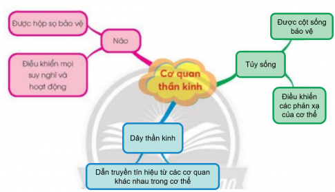 BÀI 25. ÔN TẬP CHỦ ĐỀ CON NGƯỜI VÀ SỨC KHỎE