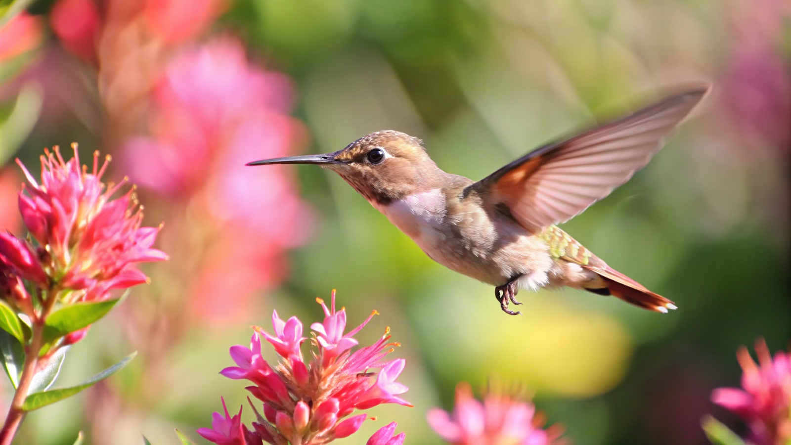 Beija-flor alimentando-se em uma planta alpínia rosa em um jardim ensolarado