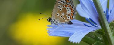 A colourful butterfly sitting on a blue flower.