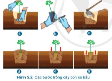 BÀI 5.TRỒNG CÂY RỪNGMỞ ĐẦUCâu hỏi: Kể tên các loại cây rừng mà em biết. Những loại cây đó được trồng như thế nào?Đáp án chuẩn:- Cây thông, cây cọ, cây đước, cây cui, cây côi, cây dừa nước- Gieo hạt hoặc cây con trong rừng vào mùa xuân hoặc mùa thu.1. MỤC ĐÍCH CỦA VIỆC TRỒNG CÂY RỪNGCâu hỏi : Mục đích của việc trồng cây rừng là gì?Đáp án chuẩn:Mở rộng diện tích rừng; phủ xanh đất trống, đồi núi trọc, tạo việc làm2. THỜI VỤ TRỒNGCâu hỏi: Kiểu thời tiết nào phù hợp cho việc trồng rừng ở nước ta?  Vì sao?Đáp án chuẩn:Thời tiết ấm, ẩm. Vì sẽ giúp cây bén rễ nhanh; tỉ lệ sống caoLuyện tập : Đề xuất thời vụ trồng cây phù hợp cho từng miền và giải thích lí do theo mẫu Bảng 5.1Đáp án chuẩn:Khu vựcThời vụ trồngLí doMiền BắcMùa xuân và mùa thuVì ở miền Bắc, mùa xuân độ ẩm không khí cao, thường hay có mưa phùn, thuận lợi cho cây cối Miền TrungMùa mưa ( tháng 9 đến tháng 12)Vì mùa mưa là thời điểm thích hợp với điều kiện nhiệt độ, độ ẩm, ánh sáng, giúp cây sinh trưởng Miền NamMùa mưa ( tháng 5 đến tháng 11)Vì mùa mưa độ ẩm cao, nền nhiệt ấm, rất thích hợp để cây trồng phát triểnVD. 1. Thời vụ trồng các loại cây thân gỗ ở địa phương em là khi nào?        2. Sưu tầm các câu ca dao, tục ngữ có liên quan thời vụ trồng cây.Đáp án chuẩn:1. Cây khế: vụ xuân ( tháng 2-3) + vụ thu (tháng 8 -10)2. Mùa xuân là Tết trồng câyLàm cho đất nước càng ngày càng xuân.3. LÀM ĐẤT TRỒNG CÂY RỪNGCâu hỏi: Hãy sắp xếp hình ảnh trong Hình 5.1 theo thứ tự của kĩ thuật đào hố trồng cây rừng.Đáp án chuẩn:a - e - d - c - d – bLuyện tập : 1. Tại sao trước khi đào hố trồng cây rừng phải làm cỏ và phát quang ở xung quanh miệng hố?2. Vì sao khi lấp hố trồng cây phải cho lớp đất màu trộn với phân bón xuống hồ trước?Đáp án chuẩn:1. Cây hoang dã cạnh tranh với cây trồng non yếu về ánh sáng, dinh dưỡng và nước.2. Đất trồng bị rửa trôi mạnh, khô cằn và thiếu dinh dưỡng.4. TRỒNG RỪNG BẰNG CÂY CON