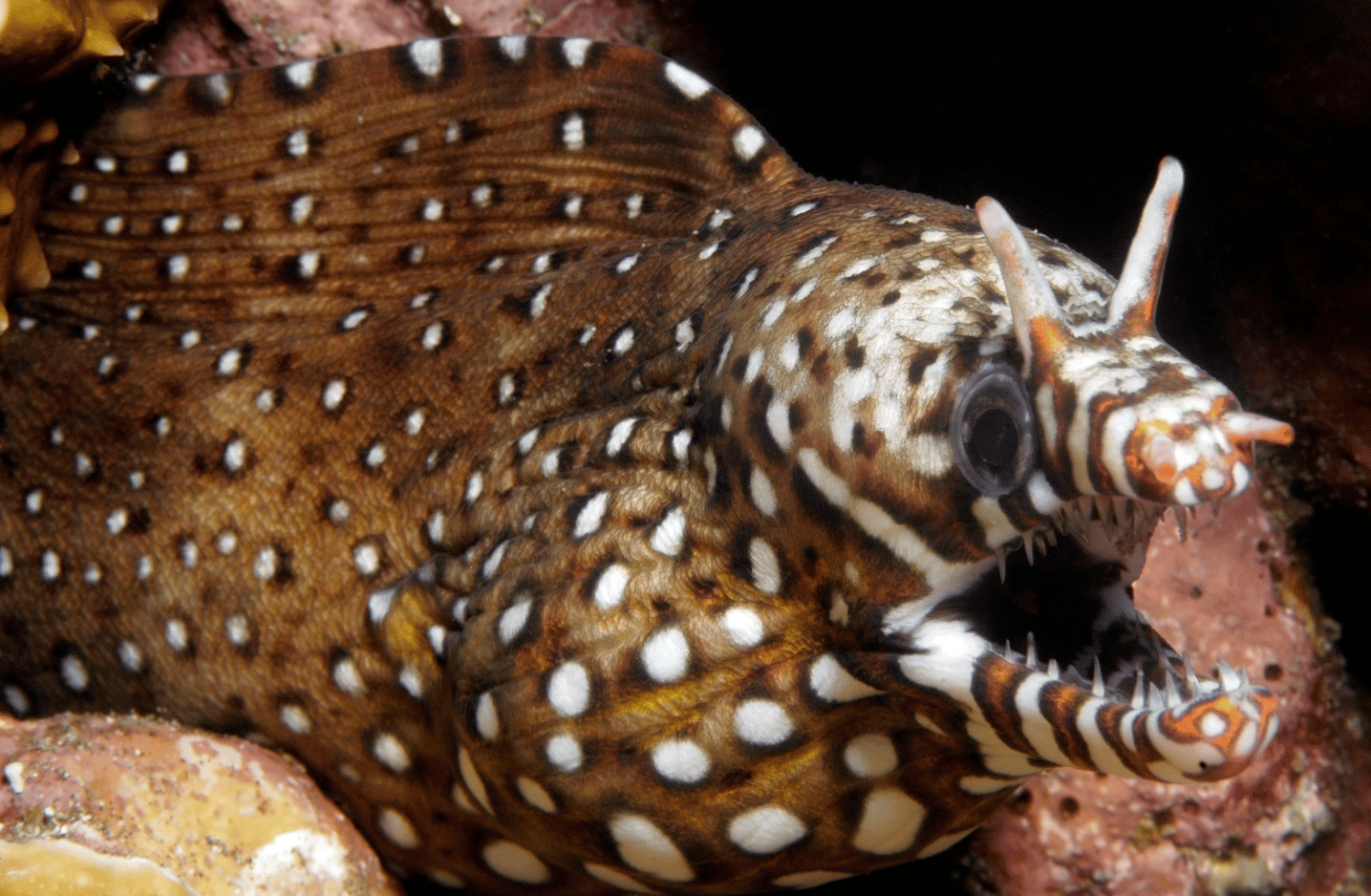 Japanese Dragon Eel