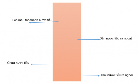 BÀI 25. TÌM HIỂU CƠ QUAN BÀI TIẾT NƯỚC TIỂU