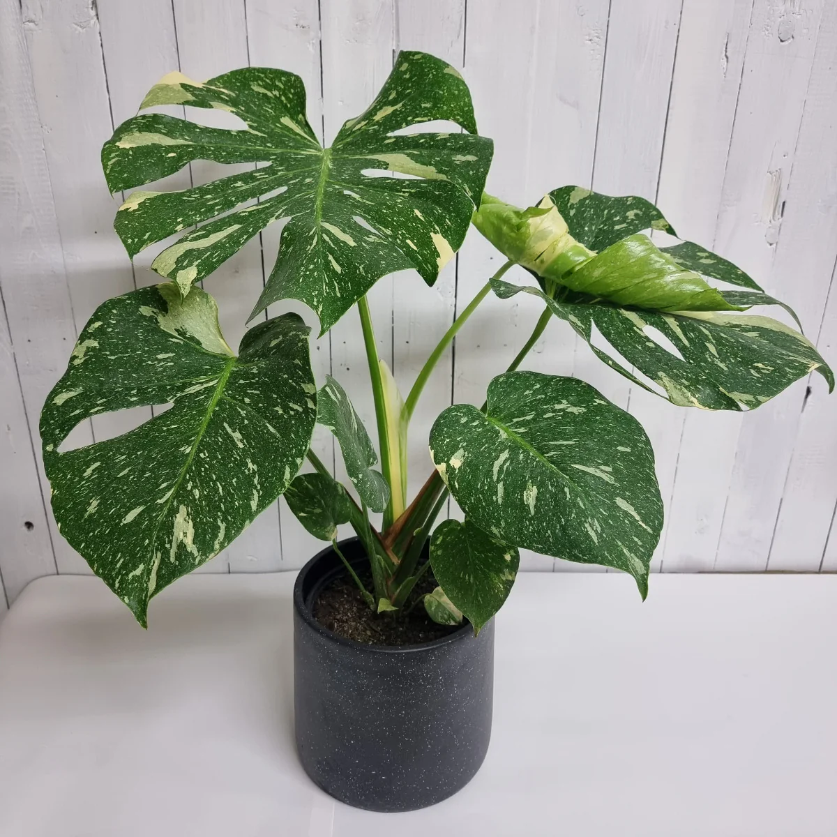 Thai Constellation Monstera