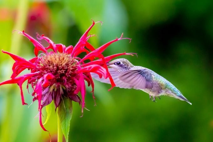 Ecological Benefits of Bee Balm