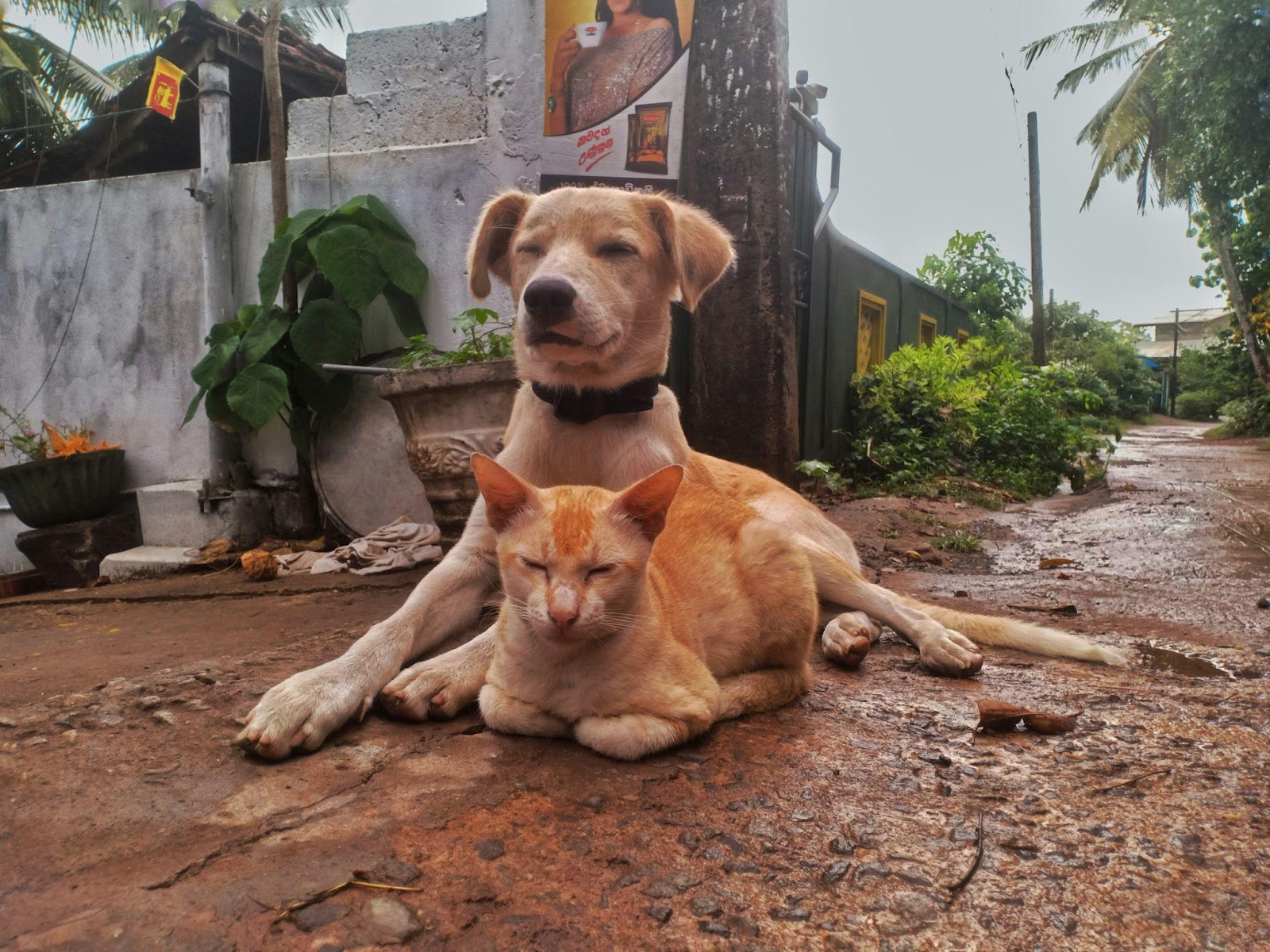 Heartwarming Cat-Dog Friendships That Will Restore Your Faith in Animals