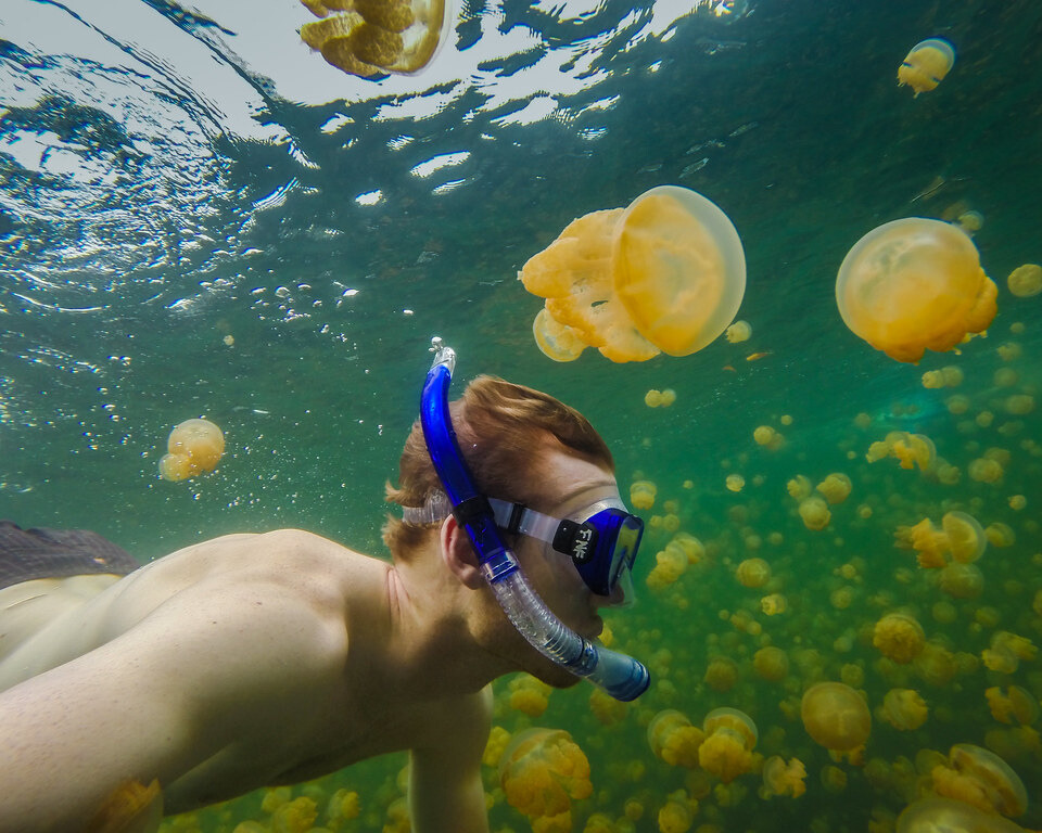 A man scuba diving and surrounded by golden jellyfish.