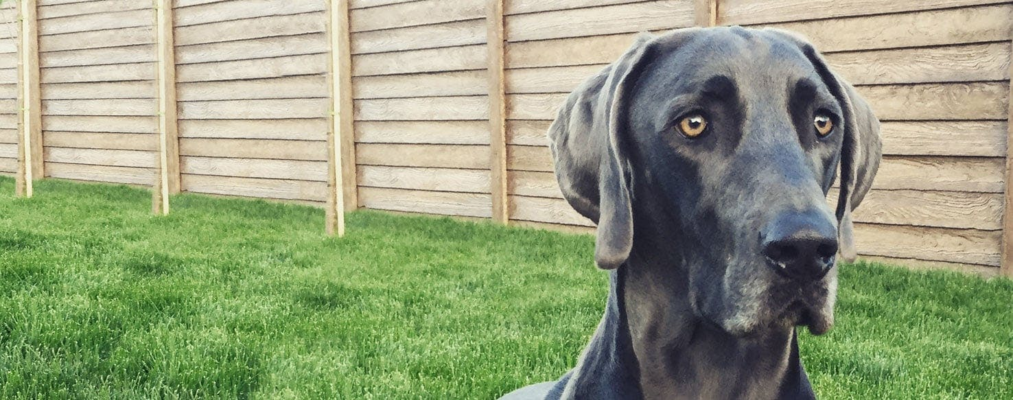Great Dane Weimaraner