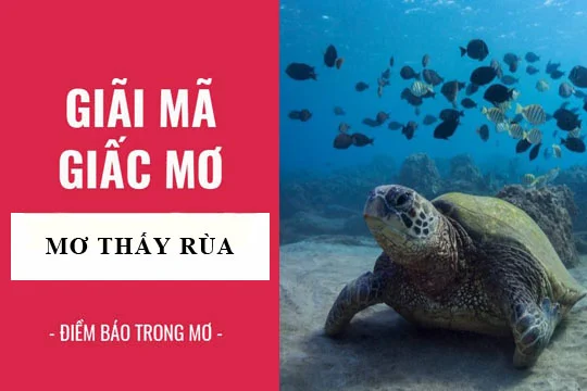 Mơ Thấy Rùa - Giải Mã Giấc Mơ