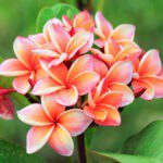 Plumeria