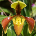 100 flower names in english and hindi