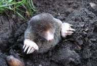 Mole