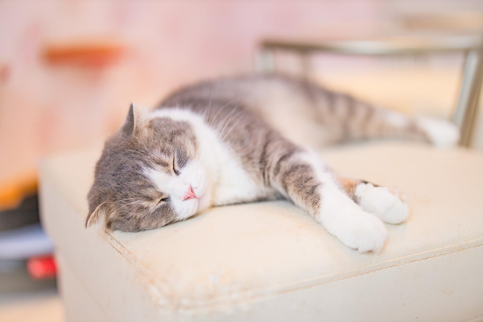 横になって寝ている猫