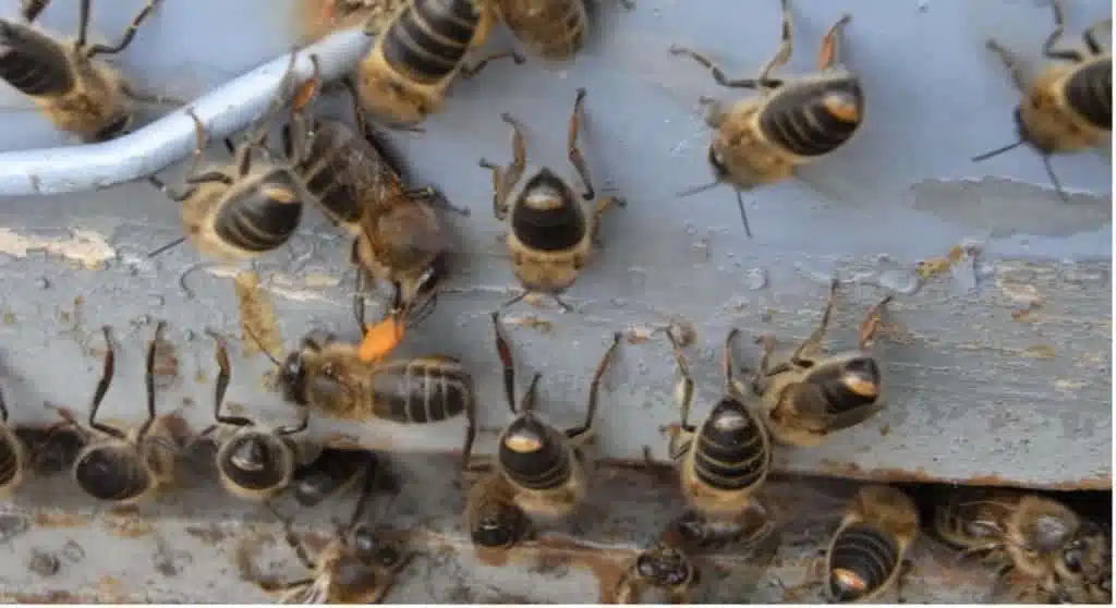 Les antennes des abeilles : quel rôle jouent-elles ? - APICULTEUR DÉBUTANT