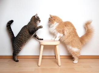 Two cats standing on a stool

Description automatically generated