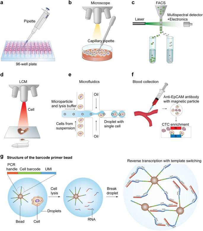 Single-cell isolation and library preparation
