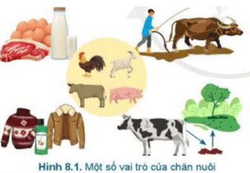 BÀI 8.GIỚI THIỆU CHUNG VỀ CHĂN NUÔIMỞ ĐẦUCâu hỏi : Em hãy kể tên một số sản phẩm của chăn nuôi mà em biết ? Đáp án chuẩn:Thịt lợn, trứng, áo lông cừu, sữa1. VAI TRÒ VÀ TRIỂN VỌNG CỦA CHĂN NUÔI1.1 Vai trò của chăn nuôiCâu hỏi : Chăn nuôi có vai trò như thế nào đối với con người, kinh tế và xã hội?Đáp án chuẩn:Cung cấp thực phẩm, nguyên liệu công nghiệp, năng lượng và phân bón.Luyện tập : Em hãy quan sát Hình 8.1 và nêu một số vai trò của chăn nuôiĐáp án chuẩn:Cung cấp thực phẩm, nguyên liệu cho công nghiệp chế biến, sức kéo, phân bónVD. Em hãy kể tên một số loại vật nuôi ở địa phương em và nêu những lợi ích của chúng?Đáp án chuẩn:Trâu: cung cấp thực phẩm, sức kéo, phân bón cho cây trồng1.2. Triển vọng của chăn nuôiCâu hỏi: Em hãy cho biết những lợi thế phát triển chăn nuôi của nước ta .Đáp án chuẩn:Nhu cầu ngày càng tăng, liên kết doanh nghiệp mở rộng, ứng dụng công nghệVD. Địa phương em có những lợi thế nào để phát triển chăn nuôi ?Đáp án chuẩn:Điều kiện tự nhiên, khí hậu ôn hoà, giao thông thuận tiện 2. MỘT SỐ VẬT NUÔI PHỔ BIẾN Ở NƯỚC TA2.1.Một số vật nuôi bản địaCâu hỏi: Em hãy đọc nội dung mục 2 và cho biết tên, địa điểm của một số vật nuôi phổ biến ở Việt Nam.Đáp án chuẩn:- Dê cỏ: màu lông đa dạng, tầm vó nhỏ- Bò vàng: lông màu nâu vàng, u vai nổi, tầm vóc nhỏ2.2.Một số vật nuôi ngoại nhậpLuyện tập : Hãy quan sát các loại vật nuôi trong Hình 8.2 và gọi tên chúng?Đáp án chuẩn:a.Lợn Sócb.Bò Holstein Friesianc.Trâu Việt Namd.Gà Ross 308e.Bò vàngg.Lợn Móng Cáih.Dê cỏi.Lợn Landracek.Gà riVD. Trong các loại vật nuôi kể trên, loại nào được nuôi phổ biến ở địa phương em?Đáp án chuẩn:Trâu Việt Nam, gà ri, lợn Móng Cái3. CÁC PHƯƠNG THỨC CHĂN NUÔI PHỔ BIẾN Ở VIỆT NAMCâu hỏi: Hãy kể tên các phương thức chăn nuôi phổ biến ở nước ta .Đáp án chuẩn:Nuôi chăn thả tự do, nuôi công nghiệp, nuôi bán công nghiệpLuyện tập : Em hãy quan sát Hình 8.3 và gọi tên các phương thức chăn nuôi tương ứng.Đáp án chuẩn:- Hình a: Nuôi bán công nghiệp- Hình b: Nuôi chăn thả tự do- Hình c: Nuôi công nghiệpVD. Hãy kể tên các phương thức chăn nuôi ở địa phương em. Phương thức đó áp dụng cho những loại vật nuôi nào?Đáp án chuẩn:- Chăn thả tự do (gà, vịt), nuôi công nghiệp (lợn)4. MỘT SỐ NGÀNH NGHỀ TRONG CHĂN NUÔI