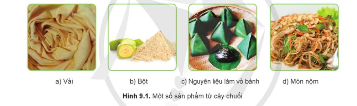  BÀI 9: KĨ THUẬT TRỒNG VÀ CHĂM SÓC CÂY CHUỐI