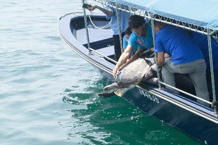 生活-動物保育-海洋公園-海龜