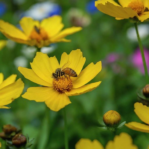 How to Grow Stunning Pheasant's-Eye Flowers: A Comprehensive Guide