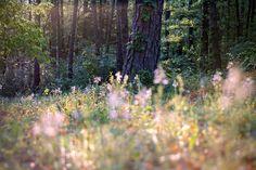 This may contain: the sun shines through the trees in the forest with tall grass and wildflowers