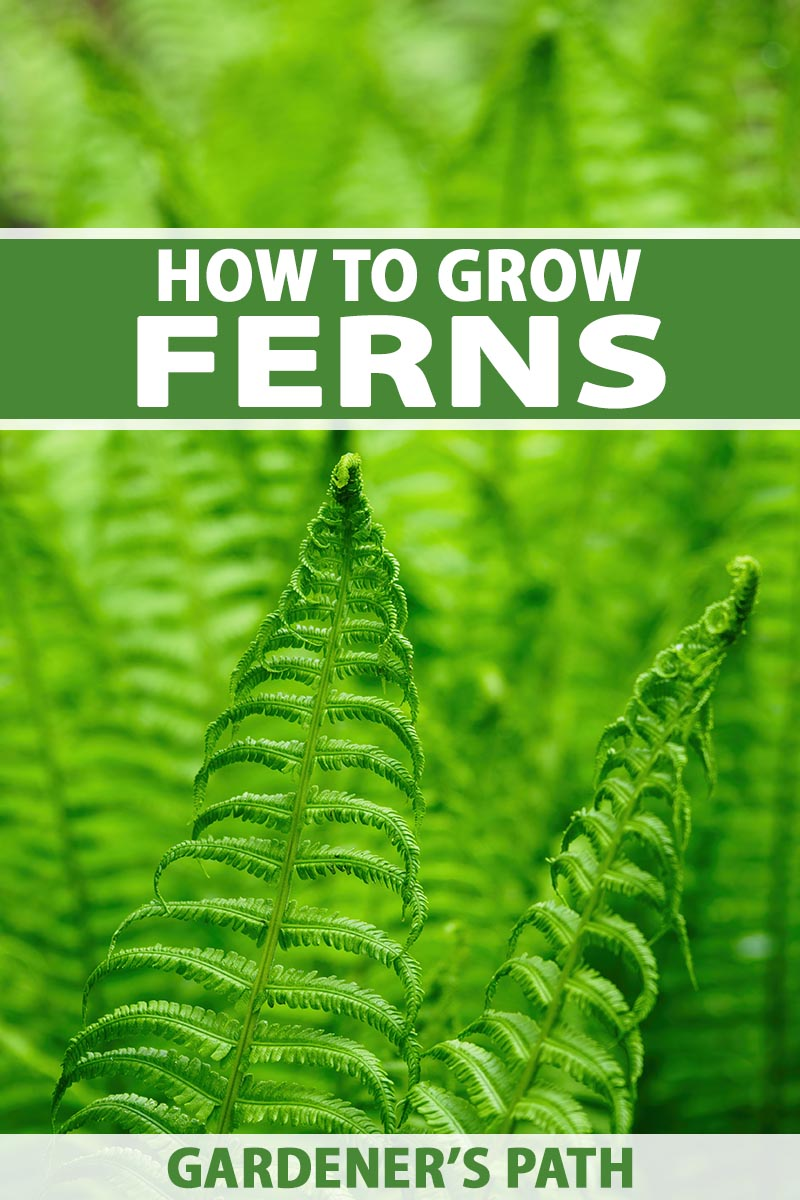 Techniques for Planting the Fern