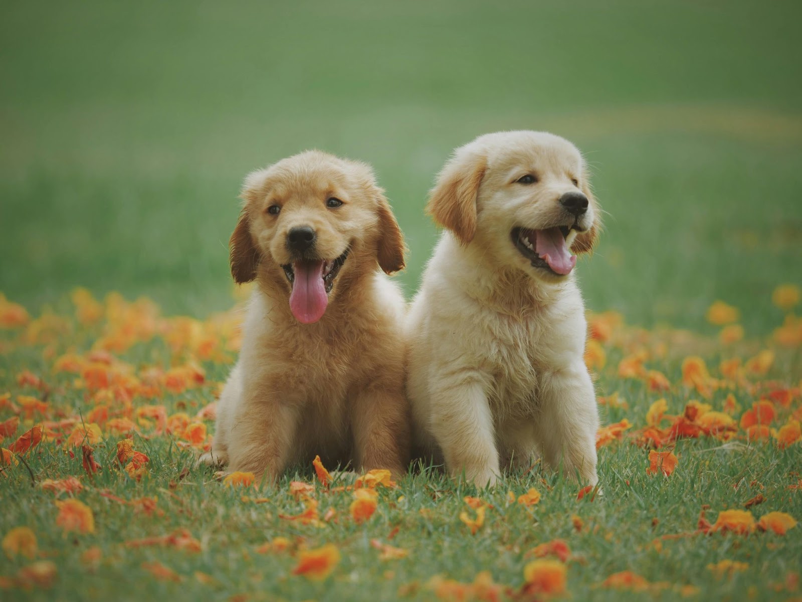 Two Yellow Lab Puppies Outside