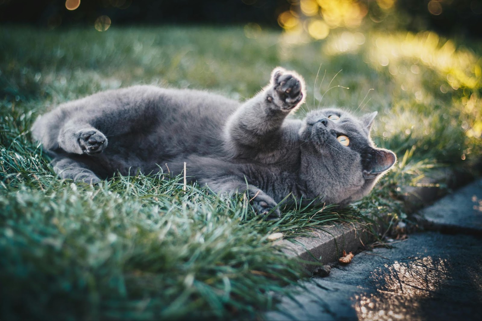 katten neus