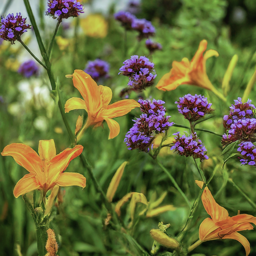 How to Grow Sea-lavender Flowers: A Comprehensive Guide