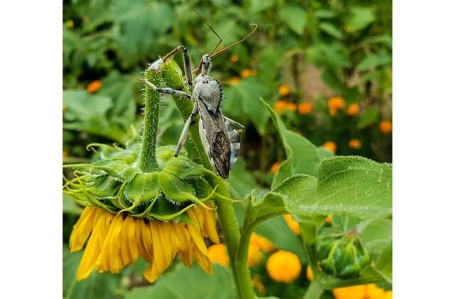 Bugs may become a serious plague in your landscaped yard without integrated pest management. 