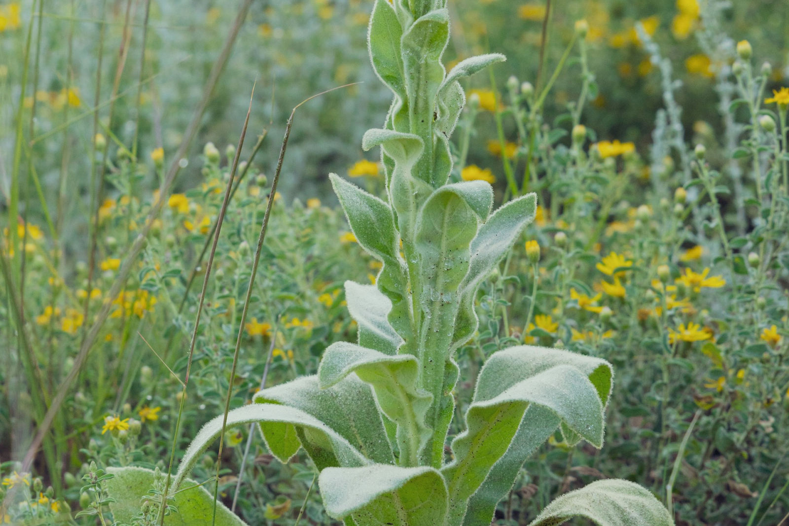 kill weeds down to the root- a photo of mullein