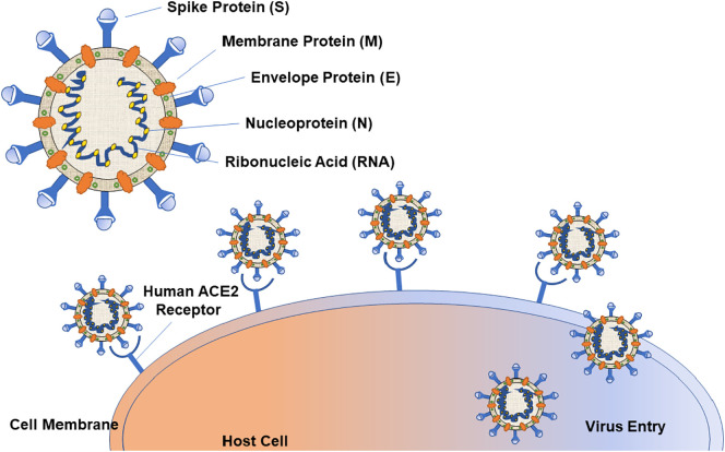 RNA Structural Elements Of SARS-CoV-2 