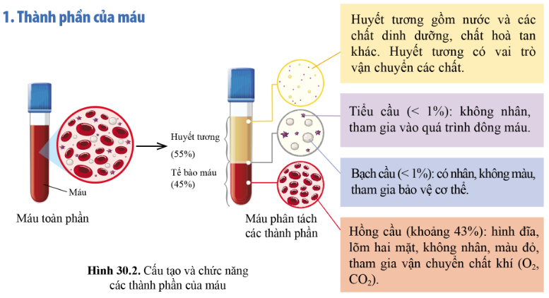 BÀI 30 - MÁU VÀ HỆ TUẦN HOÀN Ở NGƯỜI