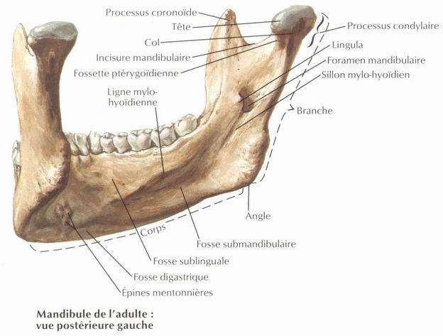 F:\radiologie ahmed\DR _MOUMEN\planches\010-3.JPG
