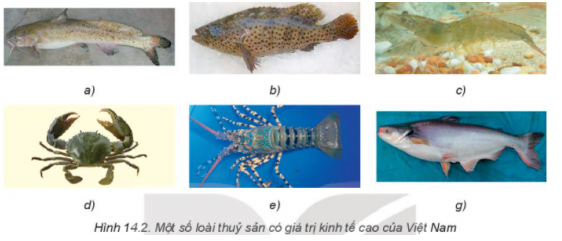 BÀI 14: GIỚI THIỆU VỀ THỦY SẢNMỞ ĐẦUCâu hỏi: Động vật thủy sản gồm những loài nào? Chúng có vai trò gì đối với đời sống con người? Cần phải làm gì để khai thác và bảo vệ hiệu quả nguồn lợi thủy sản?Đáp án chuẩn:Động vật thủy sản gồm các nhóm:- Cá (cá tra, cá bống tượng, cá chình,…)- Giáp xác (tôm càng xanh, tôm sú, tôm thẻ, tôm đất)- Thân mềm (nghêu, sò huyết, hàu, ốc hương,…)- Rong- Bò sát và lưỡng cư (cá sấu, ếch, rắn,…)Vai trò:- Cung cấp thực phẩm dinh dưỡng cao- Cung cấp thức ăn cho chăn nuôi- Tạo việc làmI. VAI TRÒ CỦA THỦY SẢNCâu hỏi: Quan sát Hình 14.1 và nêu vai trò của thủy sản tương ứng với mỗi ảnh trong hình:Đáp án chuẩn:- Hình 14.1a: Cung cấp nguồn thực phẩm có hàm lượng dinh dưỡng cao cho con người;- Hình 14.1b: Làm cảnh- Hình 14.1c: Cung cấp nguồn nguyên liệu cho xuất khẩu- Hình 14.1d:  Cung cấp nguồn thức ăn cho chăn nuôiII. MỘT SỐ LOẠI THỦY SẢN CÓ GIÁ TRỊ KINH TẾ CAOCâu hỏi: Quan sát Hình 14.2 và sử dụng các từ sau đây: tôm thẻ chân trắng, cá tra, cá song, cá lăng, cua biển, tôm hùm để ghép tên các loài thủy sản có giá trị kinh tế cao của Việt Nam vào từng ảnh cho phù hợp.Đáp án chuẩn:Hình 14.2a: Cá lăngHình 14.2b: Cá songHình 14.2c: Tôm thẻ chân trắngHình 14.2d: Cua biểnHình 14.2e: Tôm hùmHình 14.2g: Cá traIII. KHAI THÁC VÀ BẢO VỆ NGUỒN LỢI THỦY SẢN1. Giai đoạn từ khi gà mới nở đến một tháng tuổiCâu hỏi: Hãy nêu những hoạt động khai thác và bảo vệ nguồn lợi thủy sản mà em biết. Ý nghĩa của các hoạt động đó là gì?Nêu những việc nên làm, những việc không nên làm để bảo vệ nguồn lợi thủy sản.Đáp án chuẩn:- Thả tôm, cá giống, trồng san hô tái tạo nguồn lợi- Không dùng đăng chắn khai thác cá trên sông, xây dựng đường dẫn để cá vượt đập thủy điện- Bảo vệ rừng ngập mặn, phát triển các khu bảo tồn biển và nội địaNhững việc nên làm, những việc không nên làm để bảo vệ nguồn lợi thủy sản:Việc nên làmViệc không nên làmKhông xả rác, nước thải ra biểnHạn chế đánh bắt gần bờ, đặc biệt vào mùa sinh sản; mở rộng khai thác xa bờBáo cơ quan chức năng khi phát hiện hành vi đánh bắt mang tính hủy diệtTuyên truyền đánh bắt xa bờ, bảo vệ nguồn hải sản gần bờXả trực tiếp nước thải ra biểnDùng mìn, điện để đánh bắt thủy sảnLàm ngơ trước hành vi đánh bắt hủy diệt, trái pháp luật IV. BẢO VỆ MÔI TRƯỜNG NUÔI THỦY SẢNCâu hỏi: Hãy đề xuất những việc nên làm và không nên làm để bảo vệ môi trường nuôi thủy sản ở gia đình, địa phương em.Đáp án chuẩn:Việc nên làmViệc không nên làmKhông xả rác, nước thải ra biển gây ô nhiễm nguồn nướcHạn chế đánh bắt ở khu vực gần bờ, đặc biệt là vào mùa sinh sản; mở rộng vùng khai thác xa bờ.Báo ngay cho cơ quan chức năng khi có hành vi đánh bắt mang tính hủy diệtTuyên truyền để mọi người cùng nhau đánh bắt xa bờ, bảo vệ nguồn hải sản gần bờ...Xả trực tiếp nước thải ra biểnDùng mìn, dùng điện để đánh bắt thủy sảnLàm ngơ đi qua khi gặp hành vi đánh bắt mang tính hủy diệt, trái pháp luật. LUYỆN TẬPCâu hỏi: Trình bày vai trò của thủy sản và cho ví dụ minh họa. Liên hệ với thực tiễn ở địa phương em.Đáp án chuẩn:- Cung cấp thực phẩm giàu dinh dưỡng: Cá hấp, tôm chiên- Nguyên liệu xuất khẩu: Mắm tôm, cá đông lạnh- Thức ăn chăn nuôi: Bột cá- Tạo việc làm: Nghề chế biến, nuôi trồng thủy sản, dịch vụ thương mại liên quanCâu hỏi: Để bảo vệ nguồn lợi thủy sản cần phải thực hiện những biện pháp nào? Vì sao?Đáp án chuẩn:- Xây dựng khu bảo tồn biển- Hạn chế đánh bắt gần bờ- Thả loài thủy sản quý hiếm- Nghiêm cấm đánh bắt hủy diệtVẬN DỤNG