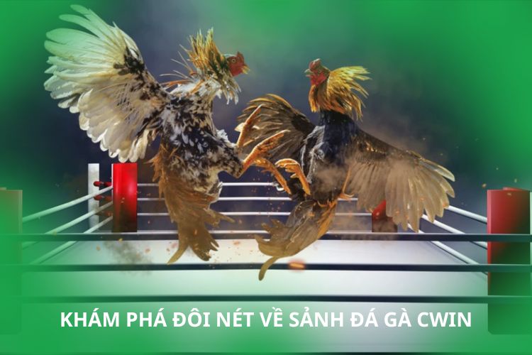 Khám phá đôi nét về sảnh đá gà CWIN