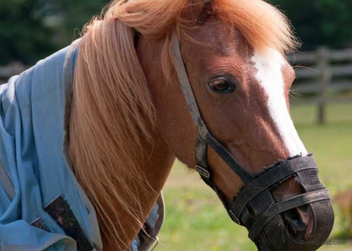 Best Grazing Muzzle for Horses