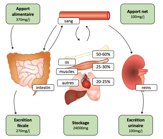 Apport, stockage et excrétion du magnésium