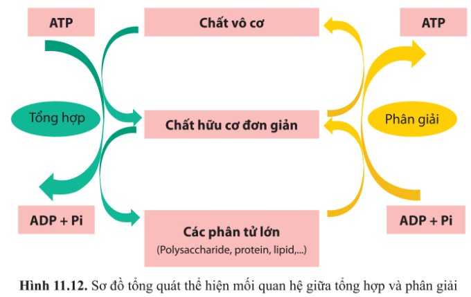 BÀI 11 - TỔNG HỢP VÀ PHÂN GIẢI CÁC CHẤT TRONG TẾ BÀO