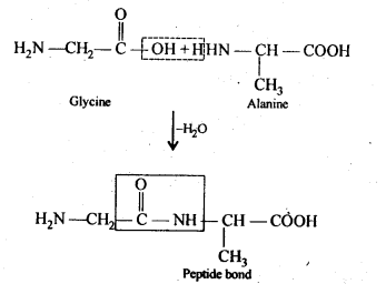 NCERT Solutions For Class 12 Chemistry Chapter 14 Biomolecules Exercises Q12