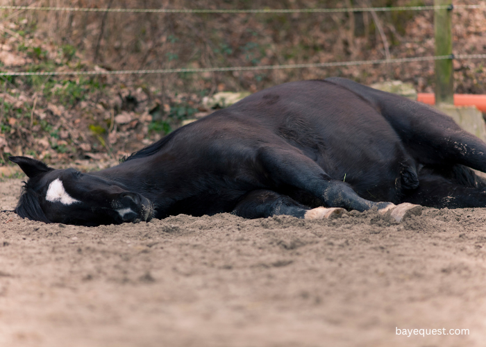 How Long Do Horses Sleep?