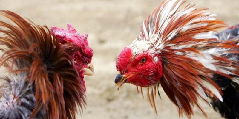 Đá gà KM1888B – Làn sóng khuấy đảo cộng đồng
