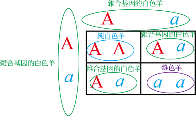 D:\和不流文章\片雲沛雨文章\完成稿\創世記分章圖檔\創世記第30章圖檔\孟德爾遺傳定律＿圖3.png