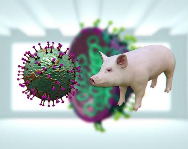 BÀI 31 - VIRUS GÂY BỆNHMỞ ĐẦUCâu 1: Khi người bệnh (do nhiễm virus) hắt hơi, virus theo hàng ngàn giọt bắn bay vào trong không khí và có khả năng lây truyền bệnh cho những người khác. Ngoài ra, virus còn có thể lây truyền qua nhiều con đường khác nhau. Để hạn chế sự lây truyền virus, chúng ta cần thực hiện những biện pháp gì?Giải nhanh:Để hạn chế sự lây truyền virus, có thể áp dụng các biện pháp sau:- Chăm sóc sức khoẻ bản thân và tăng cường hệ miễn dịch.- Tiêm vaccine đầy đủ theo quy định y tế.- Giữ gìn vệ sinh cá nhân và môi trường sống sạch sẽ.Căn cứ vào cơ chế lây truyền của từng loại virus, có thể áp dụng các biện pháp phòng chống khác nhau:- Đối với virus lây truyền qua đường hô hấp: Đeo khẩu trang, rửa tay thường xuyên, giữ khoảng cách an toàn khi tiếp xúc.- Đối với virus lây truyền qua đường tiêu hoá: Thực hiện ăn uống hợp vệ sinh, không dùng chung đồ ăn, uống nước với người khác.- Đối với virus lây truyền qua đường tình dục: Sống lành mạnh và tránh các tệ nạn xã hội.- Đối với virus lây truyền từ mẹ sang con: Tiêm vaccine đầy đủ trước khi mang thai, chữa khỏi bệnh trước khi sinh con (nếu mẹ bị nhiễm virus).I. PHƯƠNG THỨC LÂY TRUYỀN VÀ CÁCH PHÒNG CHỐNG BỆNH DO VIRUS GÂY RACâu 1: Hãy trình bày các phương thức lây truyền bệnh do virus gây ra ở người, động vật và thực vật.Giải nhanh: - Phương thức truyền ngang (từ cá thể này sang cá thể khác)- Truyền dọc (từ cơ thể mẹ sang cơ thể con)Câu 2: Vì sao virus không thể tự lây truyền từ cây này sang cây khác?Giải nhanh:Vì tế bào thực vật có vách cellulose nên virus không thể tự lây nhiễm từ cây này sang cây khác.Câu hỏi 3: Quan sát hình 31.1, hãy phân tích các con đường lây nhiễm SAS-CoV-2.Giải nhanh:Phương thức truyền ngang: Từ người bệnh tới người không bị bệnh thông qua các giọt bắn nhỏ mang virus hoặc các giọt bắn trong phạm vi 1m. Ngoài ra có thể lâu nhiễm qua tiếp xúc trực tiếp như bắt tay, ôm, hôn,.. hoặc tiếp xúc gián tiếp qua các loại đồ ăn, đồ vật khác. Câu 4: Quan sát Hình 31.2, hãy trình bày con đường lây nhiễm virus ở thực vật qua côn trùng.Giải nhanh:Con đường lây nhiễm virus từ thực vật sang côn trùng diễn ra như sau: khi côn trùng đốt vào cây bị nhiễm virus, virus sẽ đi theo thức ăn vào trong cơ thể của côn trùng. Tại đây, virus xâm nhập vào bào tuyến nước bọt của côn trùng. Sau đó, khi côn trùng đốt vào tế bào sạch virus, virus từ tuyến nước bọt sẽ qua kênh nước bọt của côn trùng xâm nhập vào tế bào đó.Luyện tập: Vì sao bệnh do virus gây ra lây lan nhanh, rộng và khó kiểm soát?Quan sát Hình 31.3, hãy phân tích khả năng lây truyền của virus trong không khí qua các giọt tiết.Giải nhanh:Bệnh do virus gây ra lây lan nhanh, rộng và khó kiểm soát: Bởi vì có rất nhiều con đường truyền virus từ người nhiễm bệnh sang người không nhiễm bệnh.Tùy từng loại virus mà khả năng lây truyền virus trong không khí là khác nhau. Bệnh do virus Ebola có khả năng lây nhiễm qua các giọt tiết là trong khoảng dưới 1,8 m. Còn đối với virus gây bệnh sởi là lớn hơn 1,8m.Câu 5: Dựa vào triệu chứng và cơ chế lây truyền của một số bệnh do virus gây ra trong bảng 31.1, 31.2, 31.3, hãy nêu các biện pháp phòng chống virus cho từng loại bệnh trên.Giải nhanh:Các biện pháp phòng chống các bệnh do virus gây ra ở ngườiTên bệnhBiện pháp phòng chốngHIV/AIDSSống lành mạnh, chung thuỷ một vợ một chồng. Không quan hệ tình dục bừa bãi.Trong trường hợp quan hệ tình dục với một đối tượng chưa rõ có bị nhiễm HIV không, cần phải thực hiện tình dục an toàn để bảo vệ cho bản thân bằng cách sử dụng bao cao su mới đúng cách.Dùng thuốc diệt tinh trùng và HIV: phổ biến là Nonoxynol-9 (Menfagol) được làm dưới dạng kem bôi, viên đặt, hoặc tẩm vào màng xốp, bao cao su.Không tiêm chích ma túy.Chỉ truyền máu và các chế phẩm máu khi thật cần thiết, và chỉ nhận máu và các chế phẩm máu đã xét nghiệm HIV.Hạn chế tiêm chích. Chỉ sử dụng bơm kim tiêm vô trùng. Không dùng chung bơm kim tiêm. Sử dụng dụng cụ đã tiệt trùng khi phẫu thuật, xăm, xỏ lỗ, châm cứu...Tránh tiếp xúc trực tiếp với các dịch cơ thể của người nhiễm HIVDùng riêng đồ dùng cá nhân: dao cạo, bàn chải răng, bấm móng tay,...Phụ nữ nhiễm HIV không nên mang thai, vì tỷ lệ lây truyền HIV sang con là 30%. Nếu có thai thì uống thuốc dự phòng theo hướng dẫn của bác sĩ.Sởi ĐứcCách phòng bệnh đặc hiệu là tiêm vắc xin Rubella đơn giá hoặc phối hợp vắc xin Sởi - Rubella đầy đủ và đúng lịch cho trẻ em từ 1 tuổi đến 14 tuổi; phụ nữ nên tiêm phòng trước khi có thai ít nhất 3 tháng, khi đã mang thai thì không nên tiêm.Không tiếp xúc gần với người nghi mắc bệnh Rubella. Thường xuyên rửa tay bằng xà phòng.Giữ vệ sinh thân thể, mũi, họng, mắt và răng miệng hàng ngày. Đảm bảo nhà ở và nhà vệ sinh thông thoáng, sạch sẽ. Tăng cường dinh dưỡng.Đối với nhà trẻ, mẫu giáo, trường học nơi tập trung đông trẻ em cần giữ gìn vệ sinh sạch sẽ, thông thoáng; thường xuyên khử trùng đồ chơi, dụng cụ học tập và phòng học bằng các chất sát khuẩn thông thường.Khi phát hiện có các dấu hiệu nghi mắc bệnh Rubella cần được cách ly và đến ngay cơ sở y tế để được thăm khám, tư vấn và điều trị kịp thời.Viêm đường hô hấp cấpTránh tiếp xúc với người bị bệnh đường hô hấp cấp tính. Khi cần tiếp xúc với người bệnh, phải đeo khẩu trang y tế và giữ khoảng cách khi tiếp xúc.Che miệng và mũi khi ho hoặc hắt hơi; tốt nhất bằng khăn vải hoặc khăn tay khi ho hoặc hắt hơi để làm giảm phát tán các dịch tiết đường hô hấp, sau đó hủy hoặc giặt sạch khăn ngay.Giữ vệ sinh cá nhân, rửa tay thường xuyên bằng xà phòng, tránh đưa tay lên mắt, mũi, miệng.Thường xuyên súc họng bằng nước sát khuẩn miệng.Tăng cường thông khí nơi làm việc, nhà ở, trường học, cơ sở y tế,... bằng cách mở các cửa ra vào và cửa sổ, hạn chế sử dụng điều hòa.Thường xuyên lau nền nhà, tay nắm cửa và bề mặt các đồ vật trong nhà bằng các chất tẩy rửa thông thường, như xà phòng và các dung dịch khử khuẩn thông thường khác.Tăng cường sức khỏe bằng ăn uống, nghỉ ngơi, sinh hoạt hợp lý, luyện tập thể thao.Nếu thấy có biểu hiện của bệnh viêm đường hô hấp cấp tính, phải thông báo ngay cho cơ sở y tế gần nhất để được tư vấn, cách ly và điều trị kịp thời.Các biện pháp phòng chống các bệnh do virus gây ra ở động vậtTên bệnhBiện pháp phòng chốngDịch tả lợn Châu PhiChuồng trại sạch sẽ thoáng mát, có tường rào bao quanh khu vực chăn nuôi. Nước thải, chất thải phải được xử lí, không đổ trực tiếp ra ngoài môi trường. Bố trí máng ăn uống riêngVề lợn giống: Lợn nhập phải có nguồn gốc rõ ràng, khỏe mạnh. Trước khi nhập đàn phải nuôi cách lí 2 tuần.Chăm sóc nuôi dưỡng: Sử dụng thức ăn có nguồn gốc rõ ràng, nước phải sạch không sử dụng trực tiếp từ các ao, hồ, sông. Tiêm phòng đầy đủ, vệ sinh chuồng trại định kỳ. Hạn chế người ra vào khu chăn nuôi.Cúm gia cầm H5N1Bảo vệ những con gia cầm nuôi có khả năng tiếp xúc với những con chim hoang dã, chẳng hạn như đàn nhỏ khi chạy ngoài trời.Kiểm soát sự tiếp xúc của người và các thiết bị đến chuồng gia cầmDuy trì vệ sinh các vật dụng, chuồng trại, thiết bị, phương tiện và giày dép. Khử trùng thường xuyên.Tránh đưa gia cầm chưa rõ tình trạng bệnh vào đàn.Báo cáo khi gia cầm bị bệnh hoặc chếtXử lý phân chuồng và gia cầm chết một cách phù hợp.Duy trì giám sát: Tối thiểu cần tuân thủ theo các quy định của địa phương liên quan đến giám sát và kiểm định đàn giống.Bệnh đốm trắng ở tômDiệt tất cả các vật chủ trung gian truyền bệnh bằng vôi hoặc hóa chất, lấp hết các hang ở bờ ao để cua còng không có nơi trú ẩn. Rào lưới để ngăn chim, ngăn giáp xác từ các ao khác vào ao nuôi.Vét sạch bùn đáy ao, sau đó tiến hành rải vôi và phơi ao từ 5 -7 ngày.Cấp nước vào ao nuôi qua màng lọcTiến hành diệt khuẩn ao nuôi để loại bỏ hoàn toàn các mầm bệnh, sau đó cấy men vi sinh để gây màu nước trước khi thả giống.Chọn con giống chất lượng, che bạt vào mùa đông để duy trì nhiệt độ trong ao nuôi nhằm ngăn chặn dịch bệnh bùng phát.Trong trường hợp ao tôm bị đốm trắng, thực hiện các biện pháp cách ly ngay. Nếu tôm đã đạt kích cỡ thương phẩm thì thu hoạch sớm để tránh thiệt hạiXử lý tôm chết phải đem đi xa khu vực nuôi, chôn cùng với vôi bột, không vứt tôm bị đốm trắng ra môi trường bên ngoài.Luyện tập: Hãy nêu các phương pháp làm tăng sức đề kháng của con người, động vật và thực vật.Giải nhanh:Tiêm vacine Ăn uống đủ chấtTập thể dục thể thao thường xuyênCâu 6: Biến thể của virus là gì? Vì sao virus có nhiều biến thể?Giải nhanh:Bởi vì sau nhiều lần virus nhân lên trong tế bào vật chủ, bộ gene của chúng có thể bị đột biến và thay đổi so với bộ gên ban đầu, tạo ra các biến thể mới.Câu 7: Quan sát hình 31.4, hãy cho biết các biến thể của SARS-CoV-2 khác nhau ở điểm nào?Giải nhanh:Các biến thể của SARS-CoV-2 khác nhau về tổng số đột biến và đặc trưng của gene S, có thể thay đổi các chức năng như khả năng lây lan hiệu quả hơn, giảm khả năng liên kết với kháng thể, và có thể làm giảm hiệu quả của vaccine so với chủng gốc.Luyện tập: Vì sao các biến thể mới của virus lại nguy hiểm hơn biến thể cũ?Giải nhanh:Các biến thể mới thường có khả năng lây nhiễm cao hơn, tăng khả năng xâm nhập vào các tế bào vật chủ, do đó các biến thể mới virus có khả năng lẩn tránh hệ miễn dịch.  BÀI 31 - VIRUS GÂY BỆNH