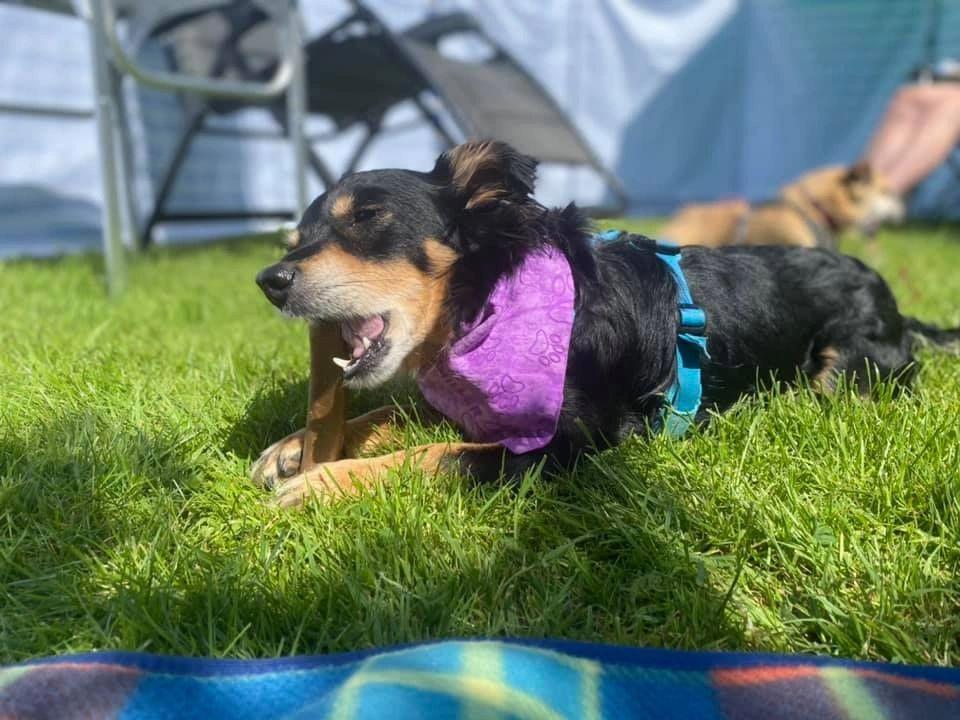 Rico a small dog wearing a cooling bandana 