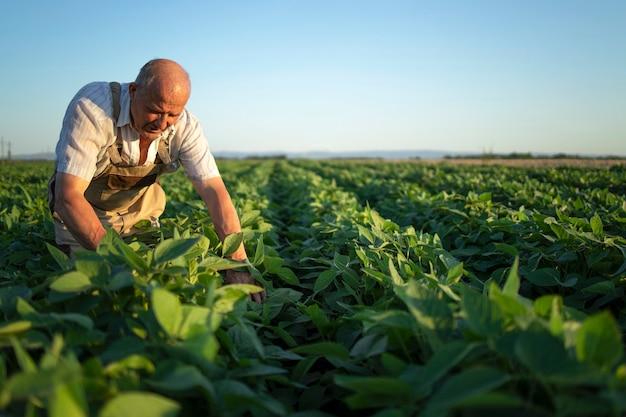 Agrónomo agricultor planificando la campaña gruesa