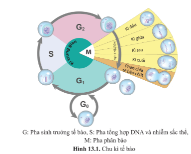 BÀI 13 - CHU KÌ TẾ BÀO VÀ NGUYÊN PHÂN