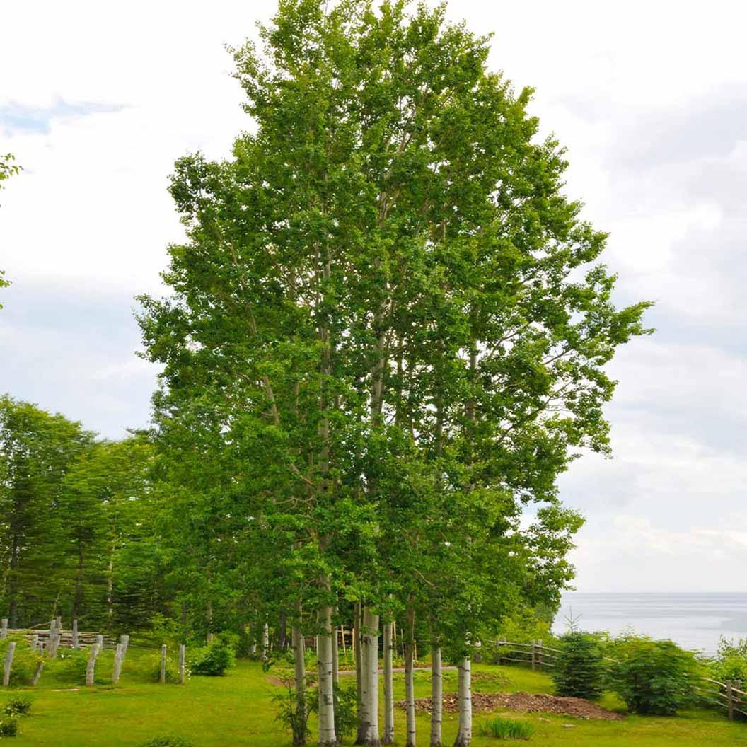 The Quaking Aspen Tree is a fast-growing shade tree, great for cold climates